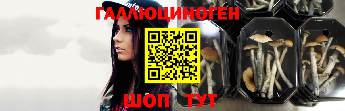 магазин продажи   Россия  Галлюциногенные грибы Psilocybe 